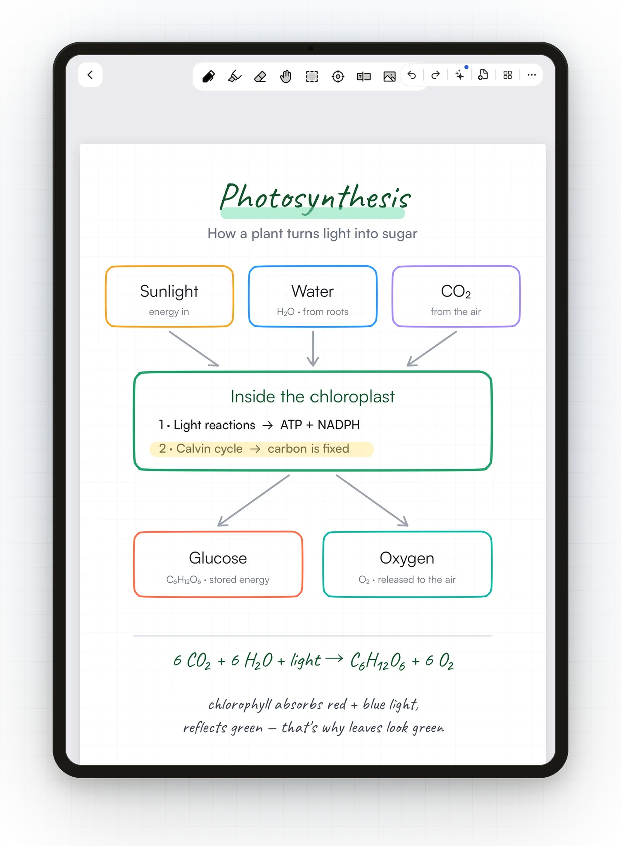 Una pagina di Scribl con uno schema sulla fotosintesi